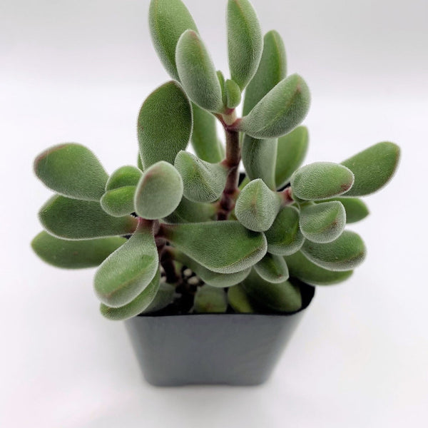 #31 Crassula Congesta