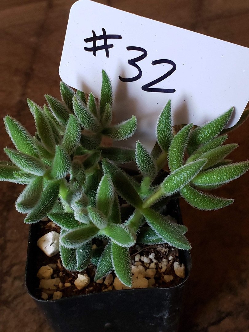 fuzzy plant succulent #32 Crassula mesembryanthemoides Mini