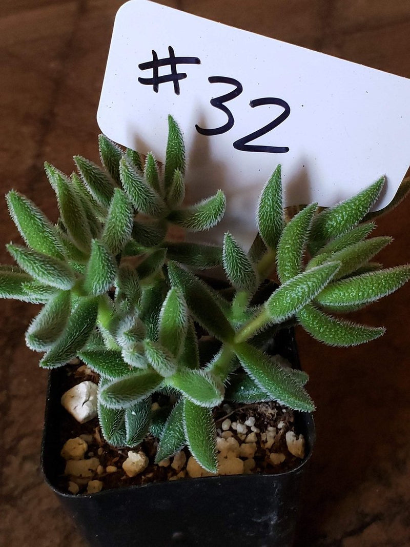 #32 Crassula mesembryanthemoides Mini