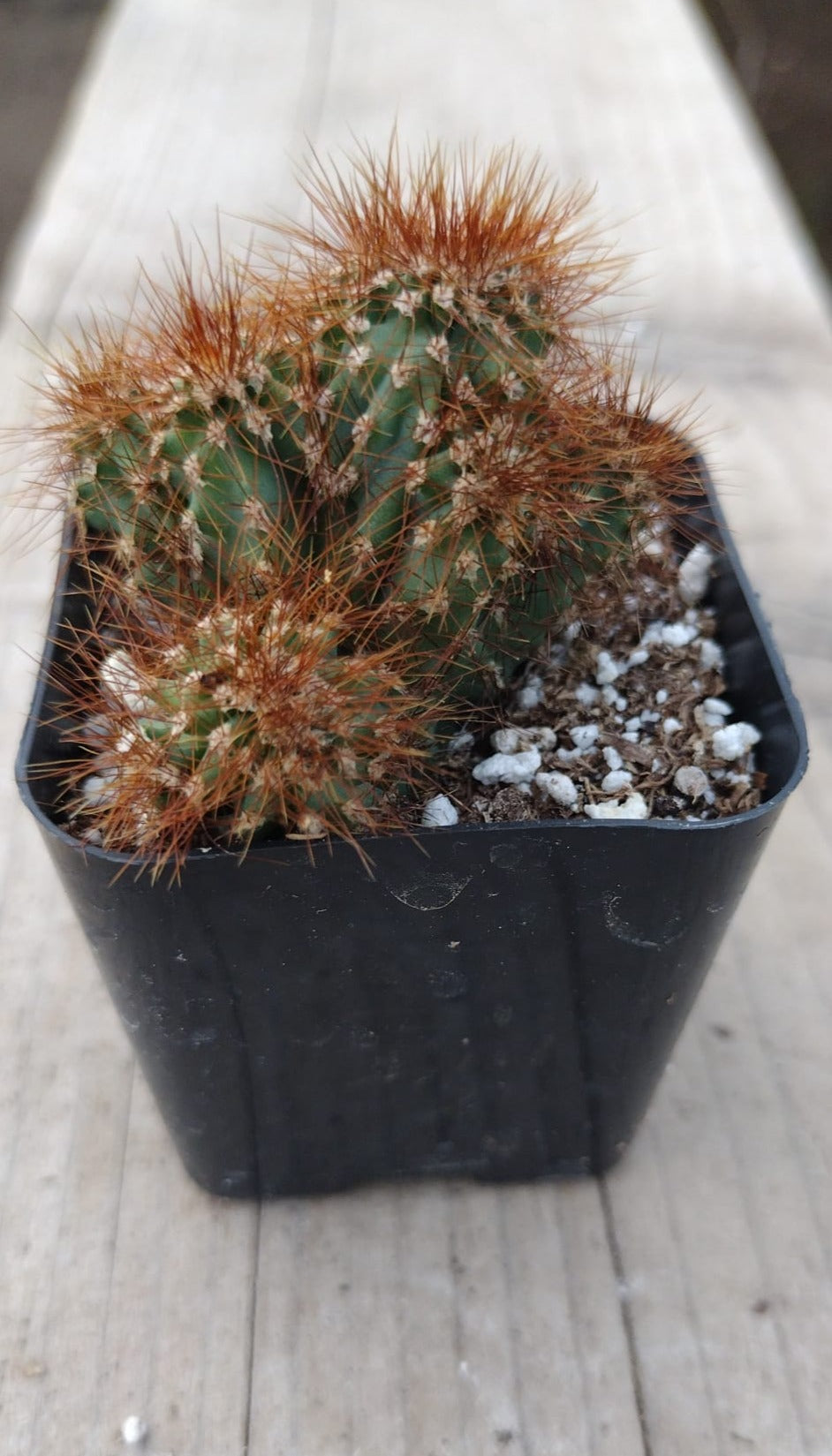 #33c Cereus Rapandus Monstrose-Cactus - Small - Exact Type-The Succulent Source