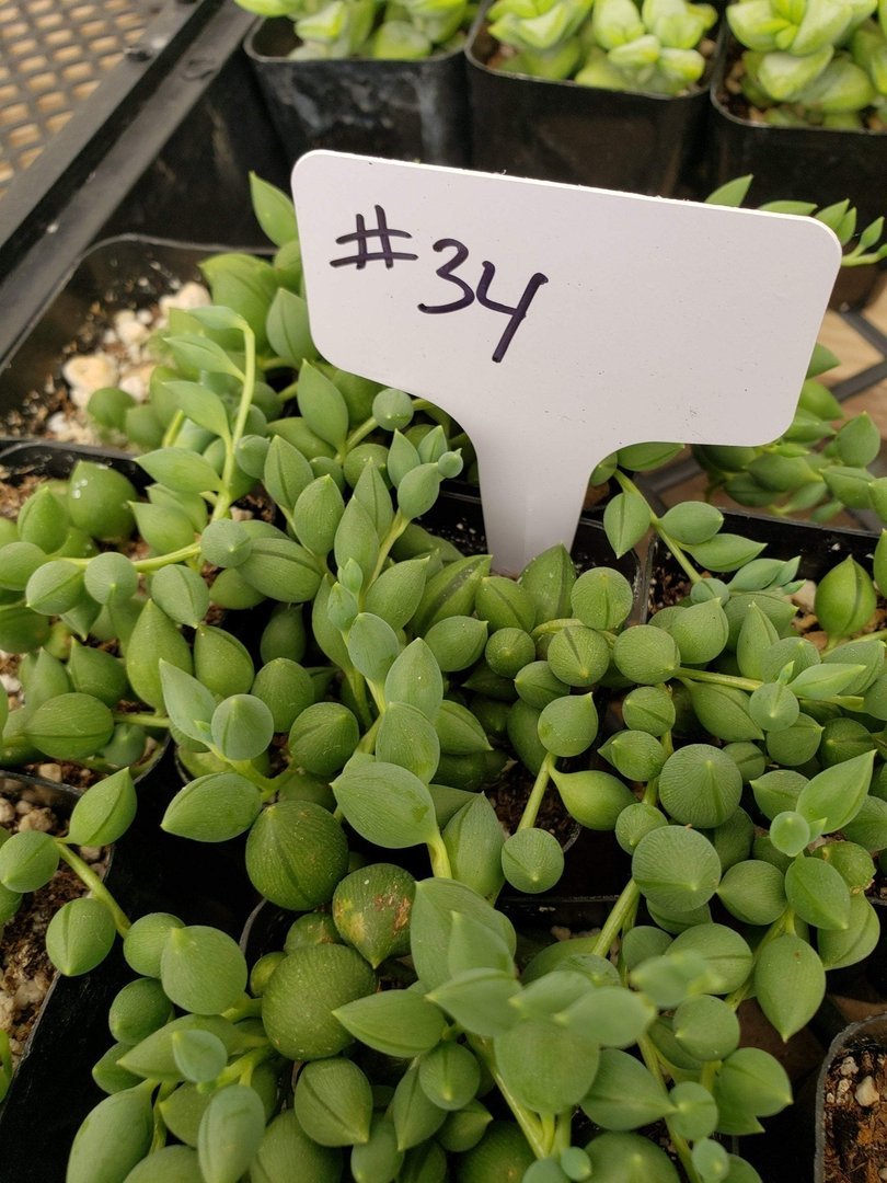 #34 Senecio teardrops-Succulent - Small - Exact Type-The Succulent Source