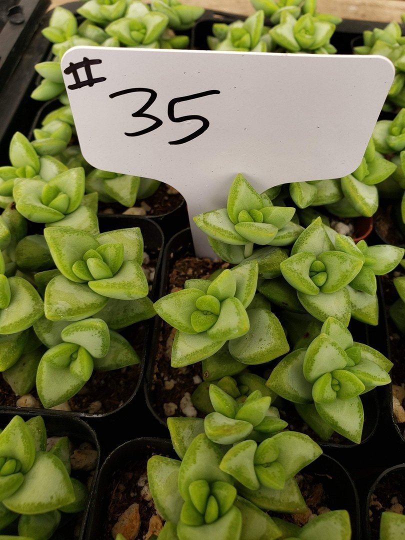 crassula rupestris succulent #35 Crassula Rupestris Cultivar