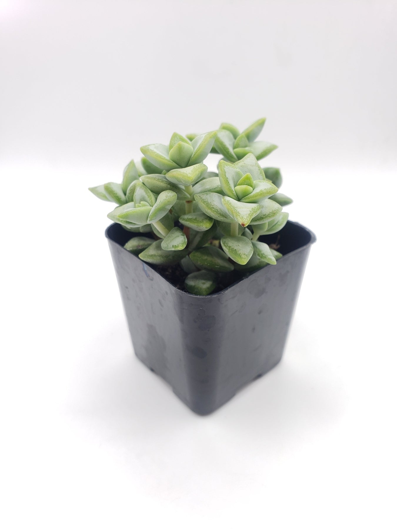 #35 Crassula Rupestris Cultivar-Succulent - Small - Exact 2in Type-The Succulent Source
