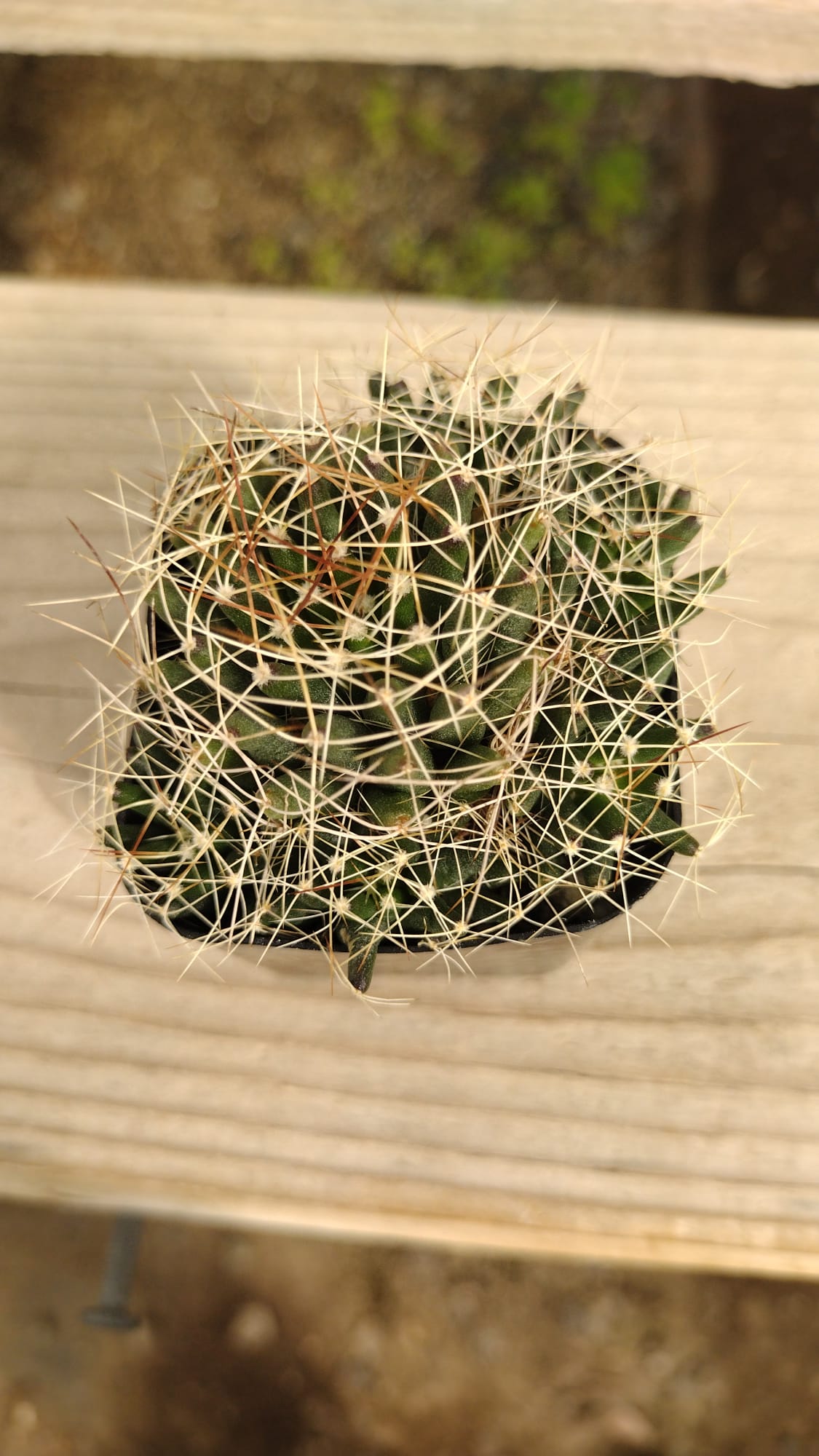 #35c Birds Nest-Cactus - Small - Exact Type-The Succulent Source