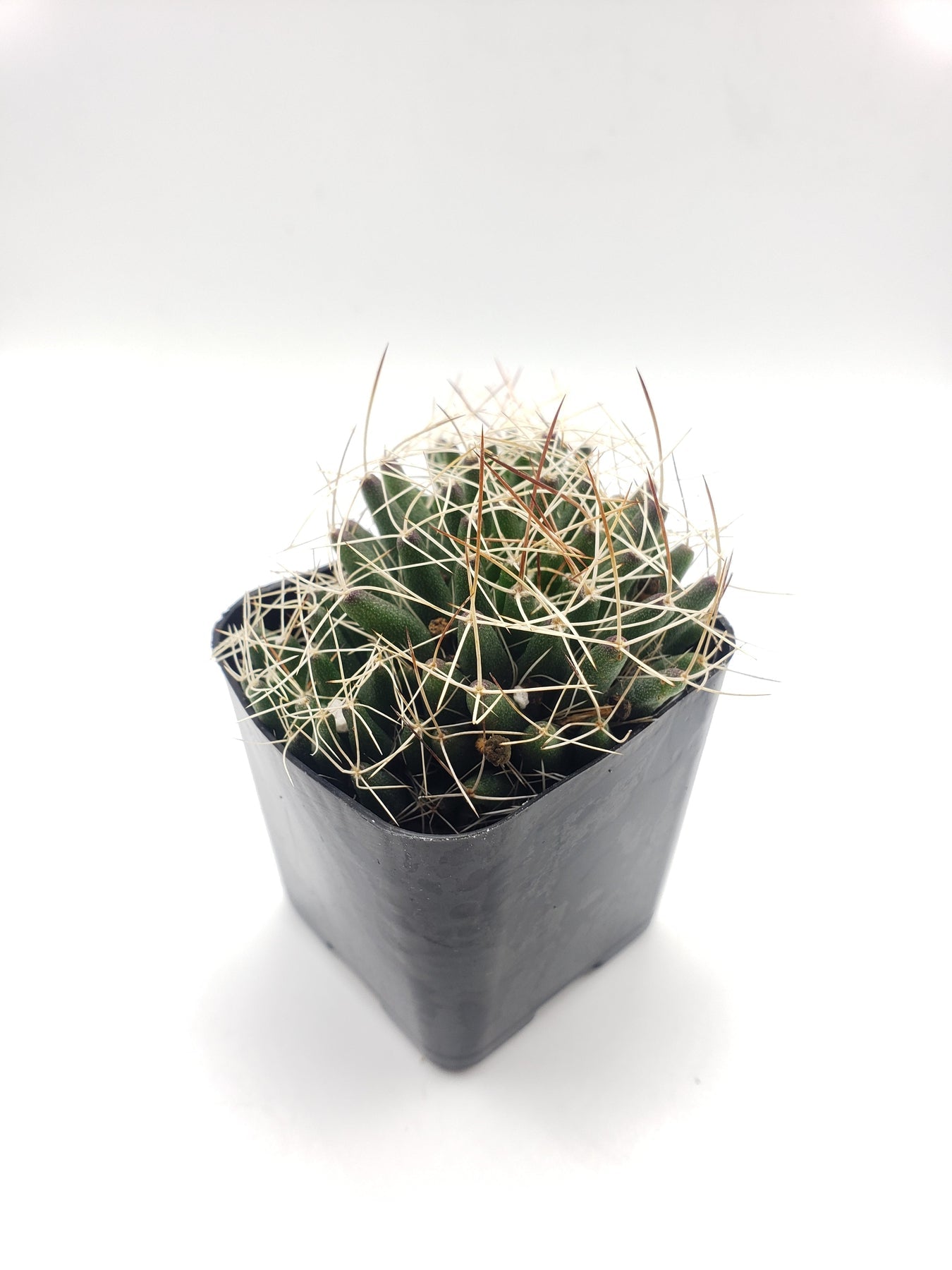 #35c Birds Nest-Cactus - Small - Exact Type-The Succulent Source