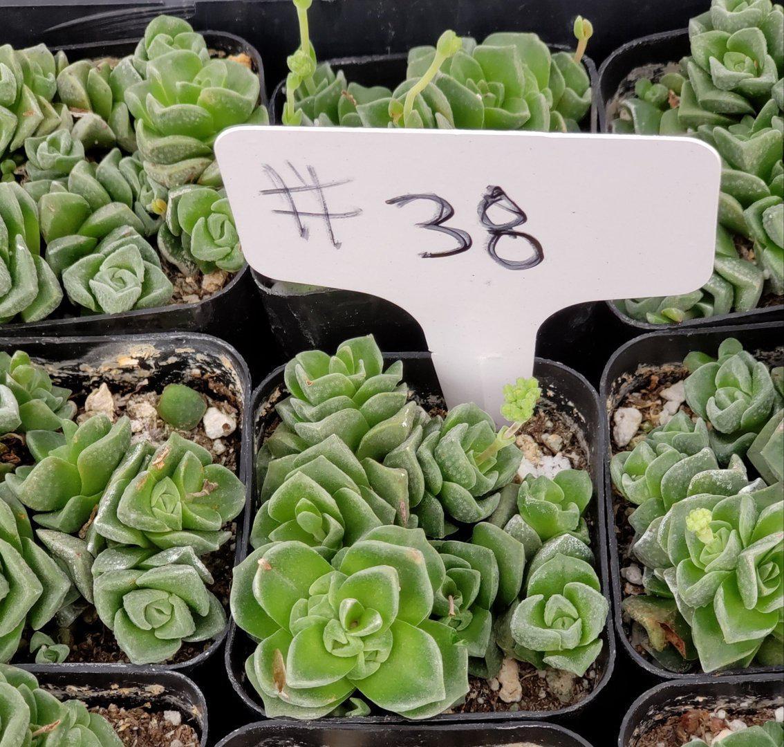 #38 Crassula Dorothy-Succulent - Small - Exact Type-The Succulent Source