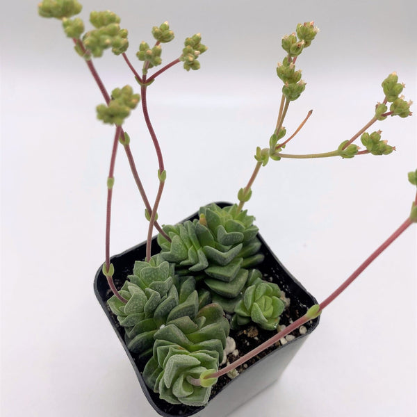 dorothea succulent #38 Crassula Dorothy