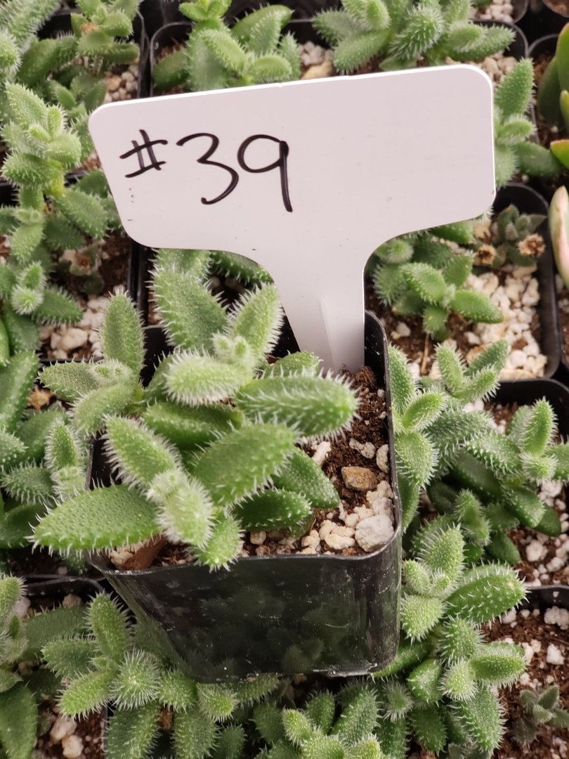 delosperma succulent plant #39 Delosperma echinatum
