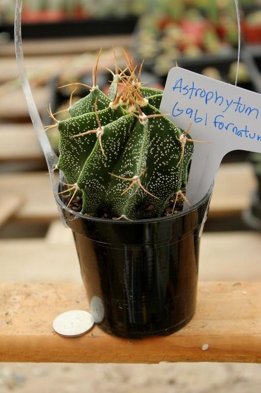 Cactus EXACT Species in 3.5" containers by BLAISE-Cactus - Small-The Succulent Source