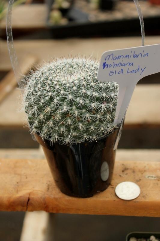 Cactus EXACT Species in 3.5" containers by BLAISE-Cactus - Small-The Succulent Source