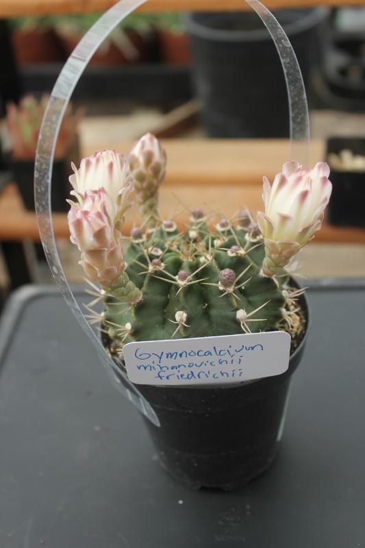 Cactus EXACT Species in 3.5" containers by BLAISE-Cactus - Small-The Succulent Source