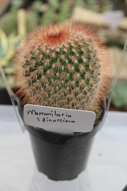 Cactus EXACT Species in 3.5" containers by BLAISE-Cactus - Small-The Succulent Source