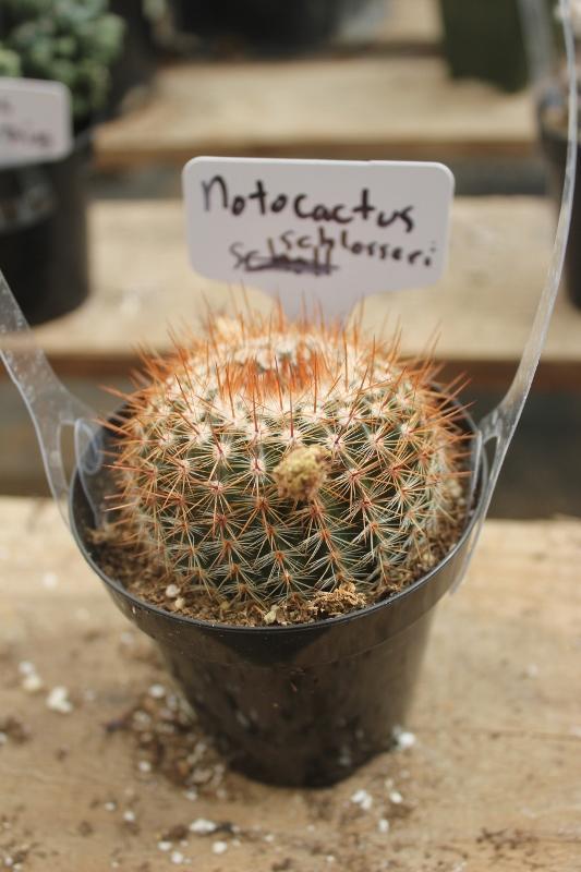 Cactus EXACT Species in 3.5" containers by BLAISE-Cactus - Small-The Succulent Source