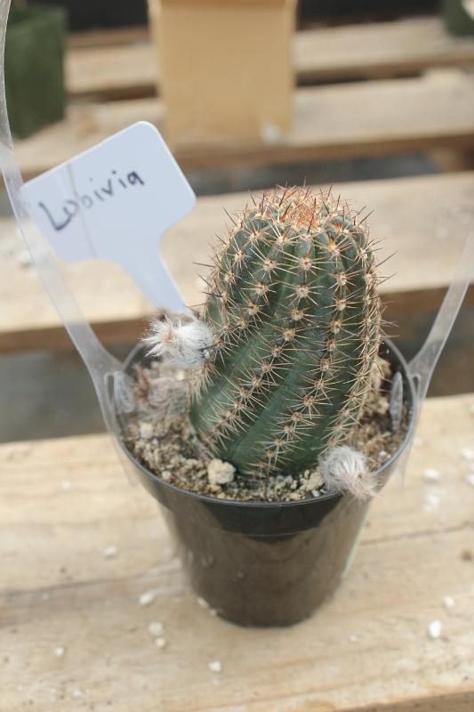 Cactus EXACT Species in 3.5" containers by BLAISE-Cactus - Small-The Succulent Source