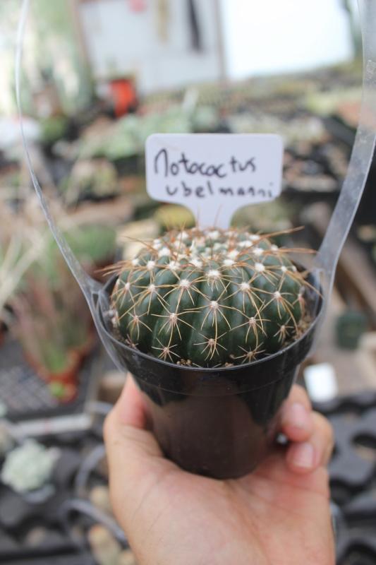 Cactus EXACT Species in 3.5" containers by BLAISE-Cactus - Small-The Succulent Source