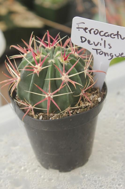 Cactus EXACT Species in 3.5" containers by BLAISE-Cactus - Small-The Succulent Source