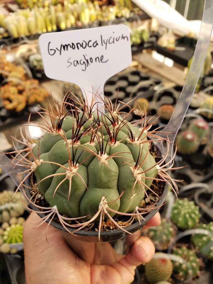 Cactus EXACT Species in 3.5" containers by BLAISE-Cactus - Small-The Succulent Source