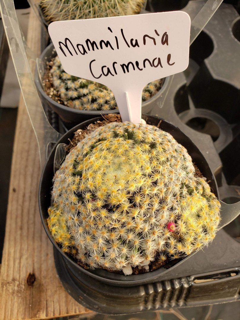 Cactus EXACT Species in 3.5" containers by BLAISE-Cactus - Small-The Succulent Source