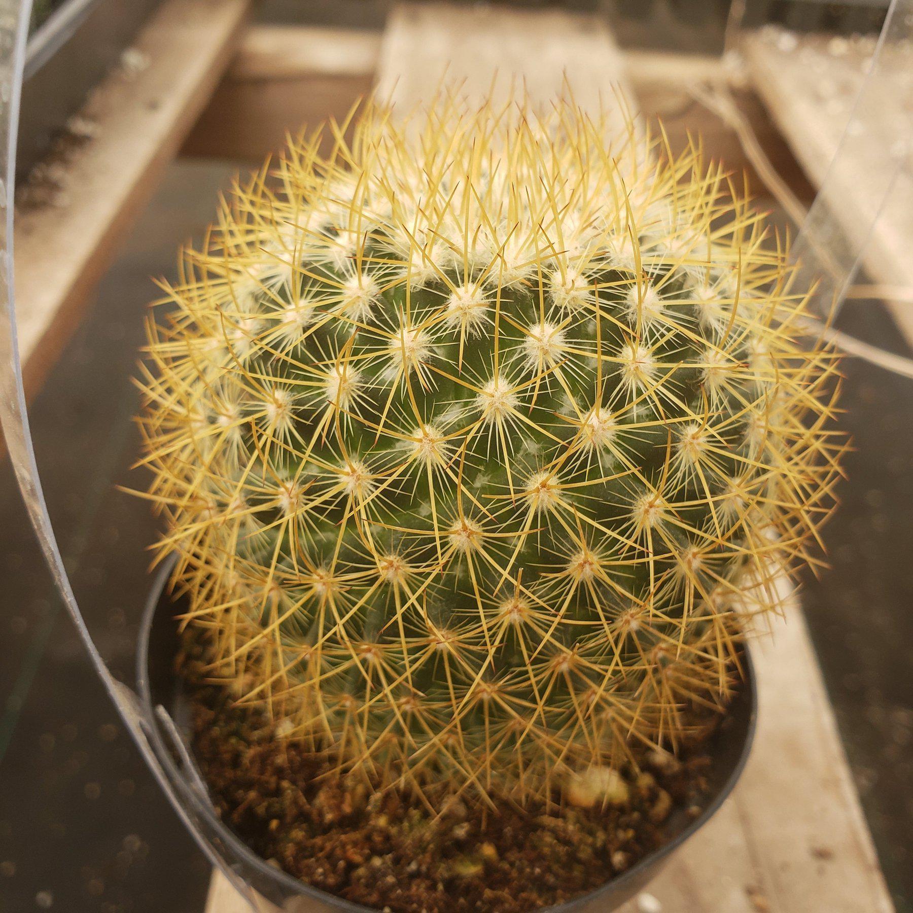 3.5" EXACT Species Cactus by BLAISE-Cactus - Small-The Succulent Source