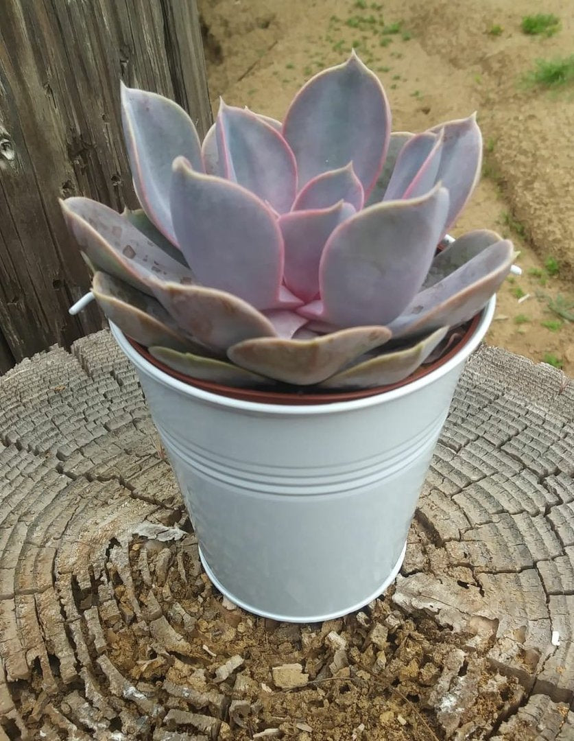 succulents near me for sale 4" Rosette Succulent