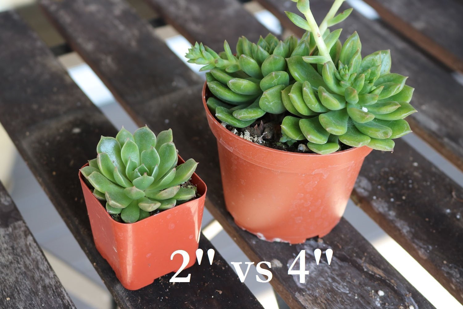 4" Assorted Succulents bulk wholesale succulent prices at the succulent source - 5