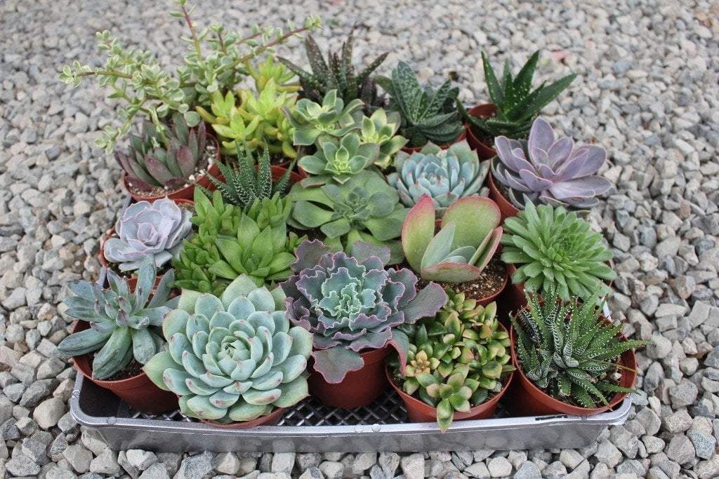 4" Assorted Succulents bulk wholesale succulent prices at the succulent source - 1