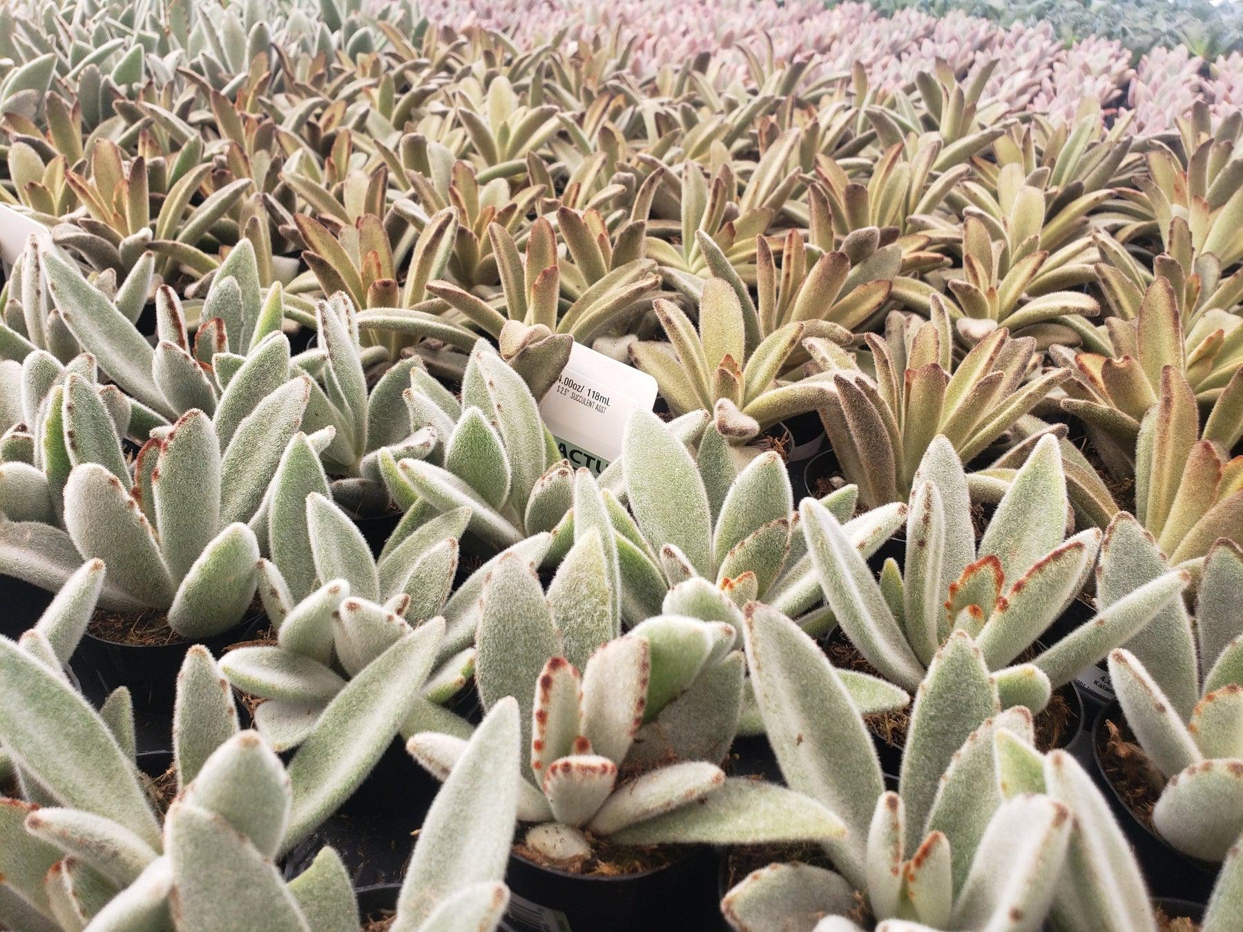 #4 Kalanchoe Chocolate Soldier mainly brown color-Succulent - Small - Exact 2in Type-The Succulent Source