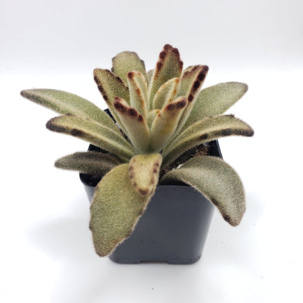 #4 Kalanchoe Chocolate Soldier mainly brown color