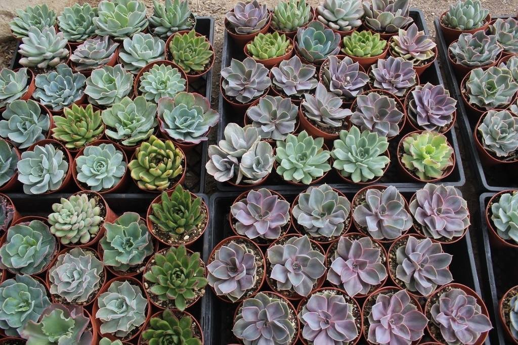 4" Rosette Succulents bulk wholesale succulent prices at the succulent source - 10