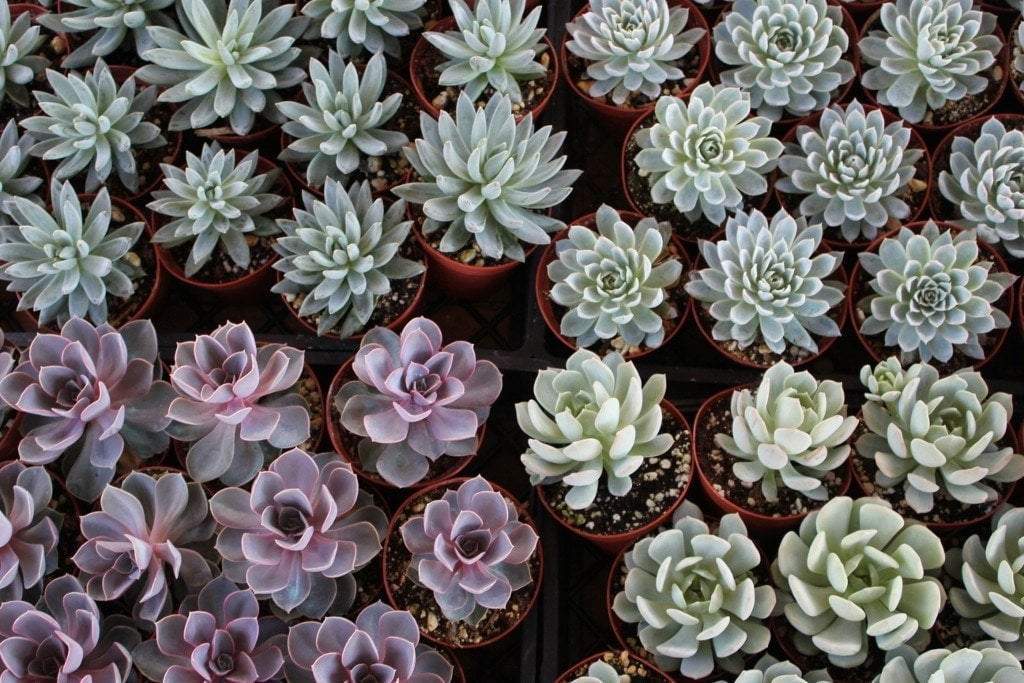 4" Rosette Succulents bulk wholesale succulent prices at the succulent source - 7