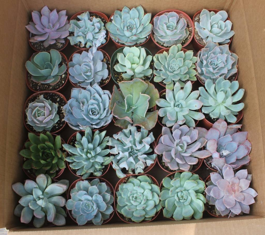 4" Rosette Succulents bulk wholesale succulent prices at the succulent source - 9