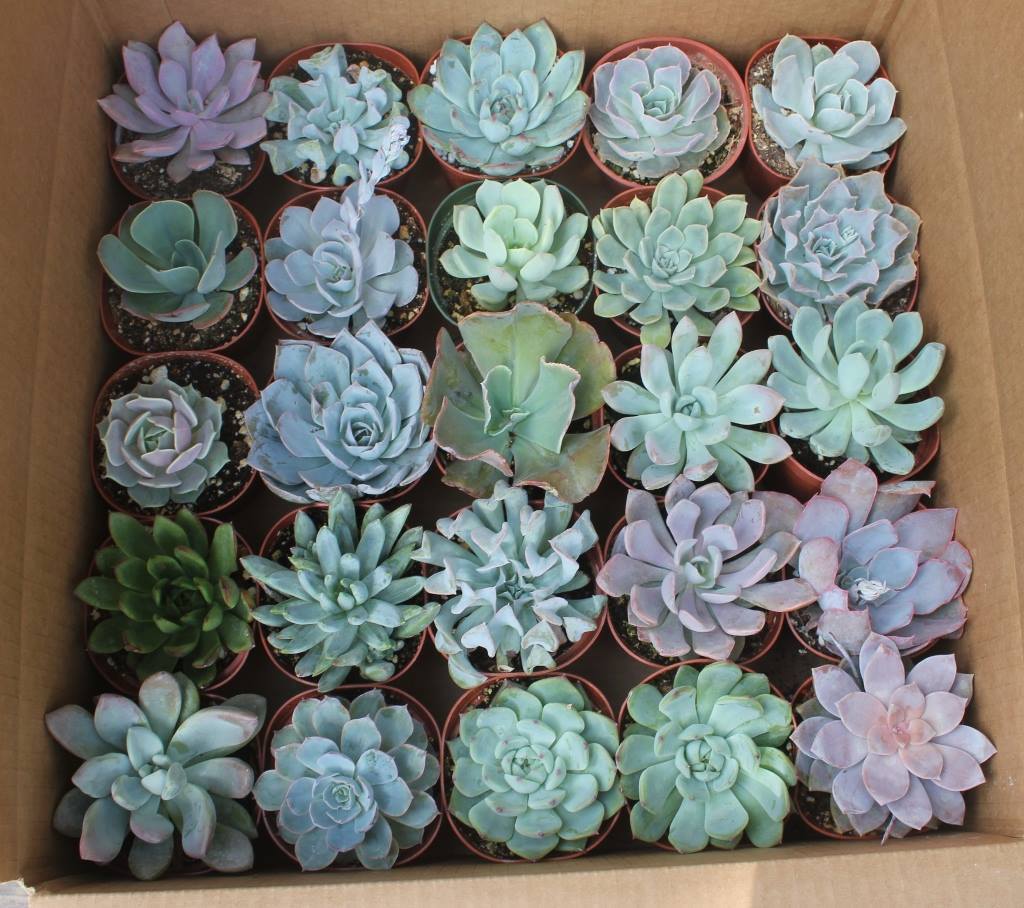 succulents rochester ny Echeverias Succulent Gorgeous for Wedding / Event Plastic 4 Inch
