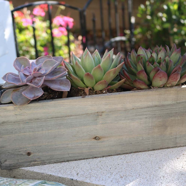 succulents planter box Send a Succulent Gift - Succulent Planter Box Gifts