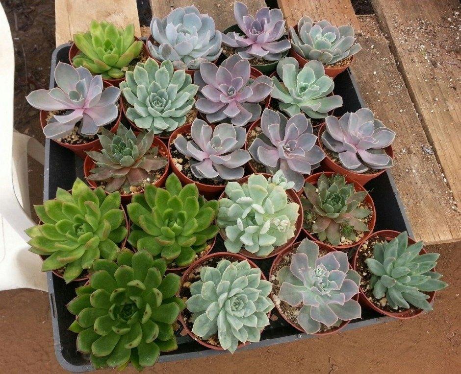 buying succulents in bulk Echeverias Succulent Gorgeous for Wedding / Event Plastic 4 Inch