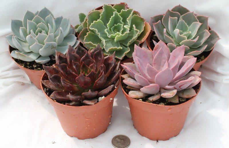 succulents with rosettes Echeverias Succulent Gorgeous for Wedding / Event Plastic 4 Inch