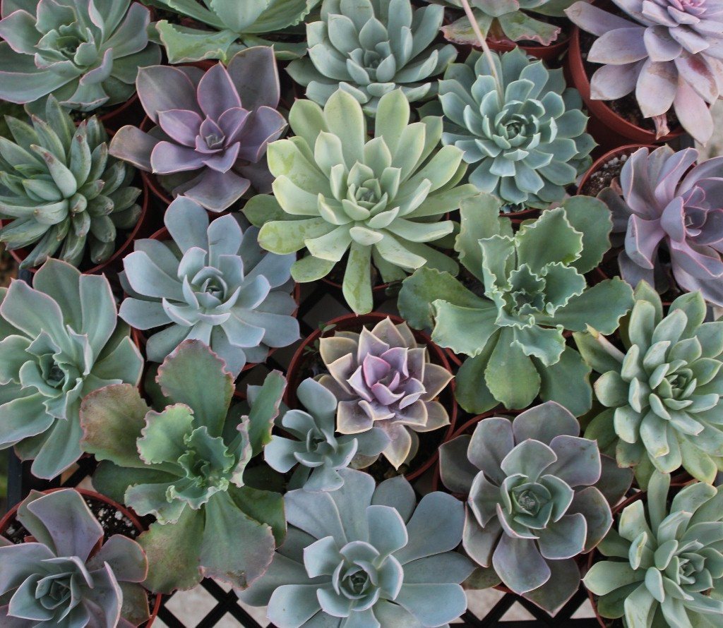 succulents rochester ny Echeverias Succulent Gorgeous for Wedding / Event Plastic 4 Inch