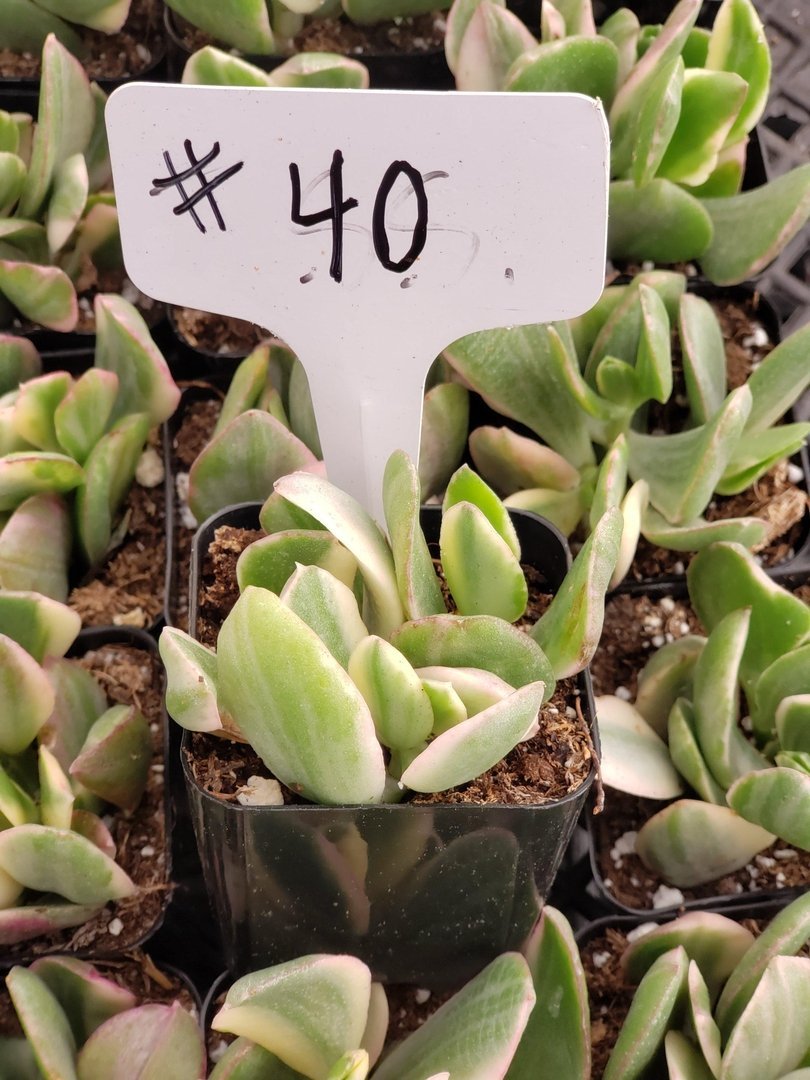 #40 Crassula Variegated Jade-Succulent - Small - Exact Type-The Succulent Source