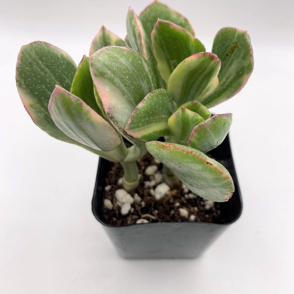 #40 Crassula Variegated Jade