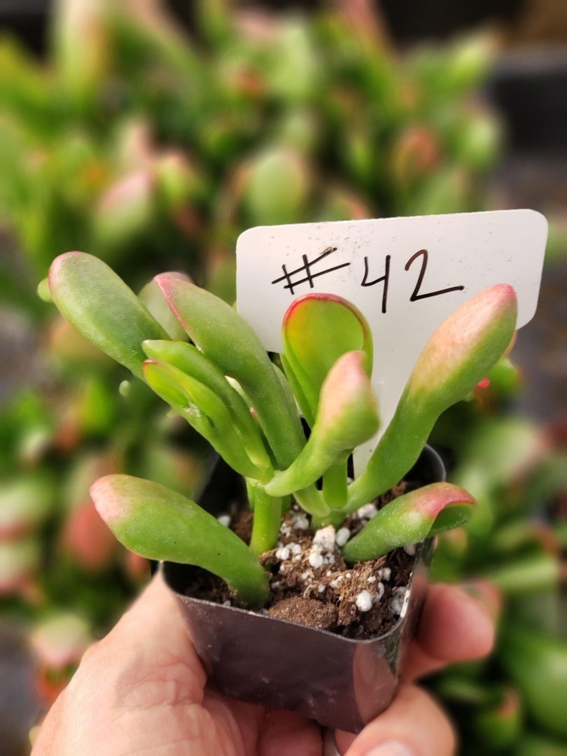 ogre ears succulent wrinkly #42 Crassula Ogre Ears