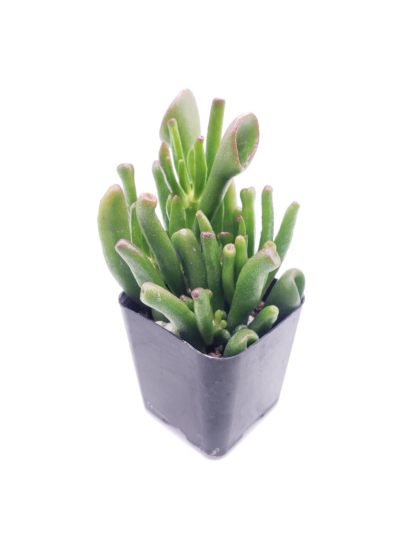 #42 Crassula Ogre Ears-Succulent - Small - Exact 2in Type-The Succulent Source