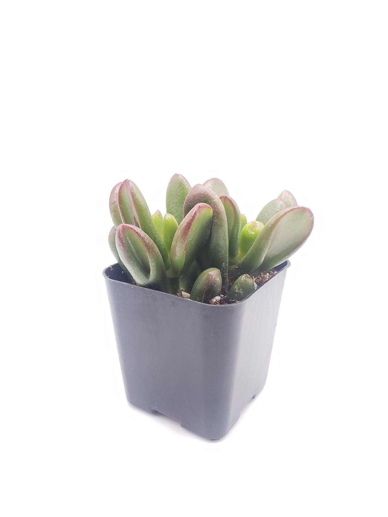 #42 Crassula Ogre Ears-Succulent - Small - Exact 2in Type-The Succulent Source