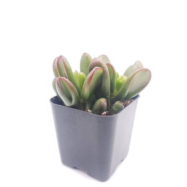 ogres ear succulent #42 Crassula Ogre Ears