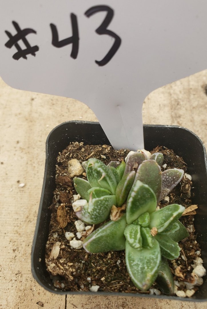 #43 Faucaria mini tiger jaw w purple hues-Succulent - Small - Exact Type-The Succulent Source
