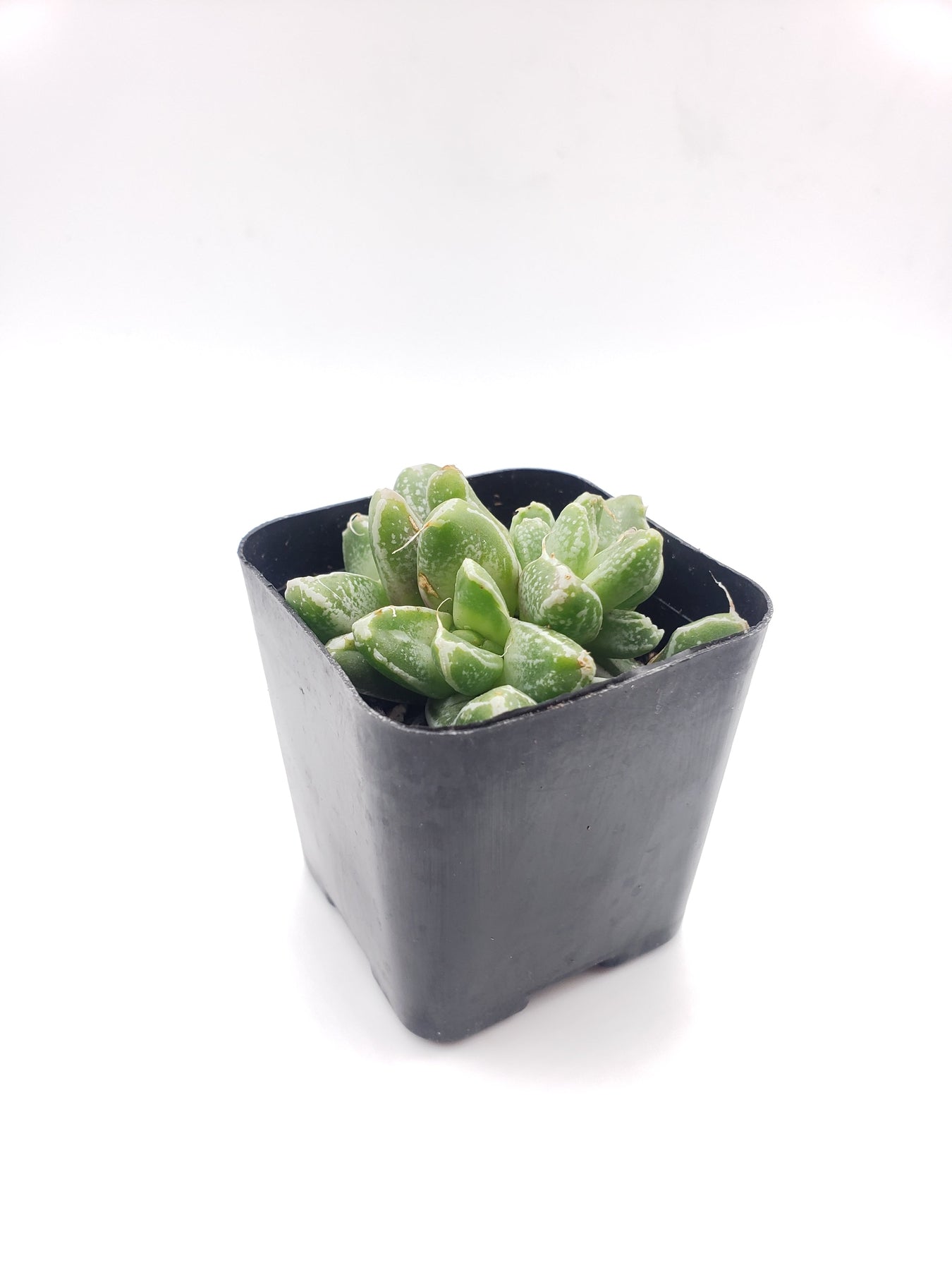 #43 Faucaria tiger jaw with purple hues-Succulent - Small - Exact 2in Type-The Succulent Source