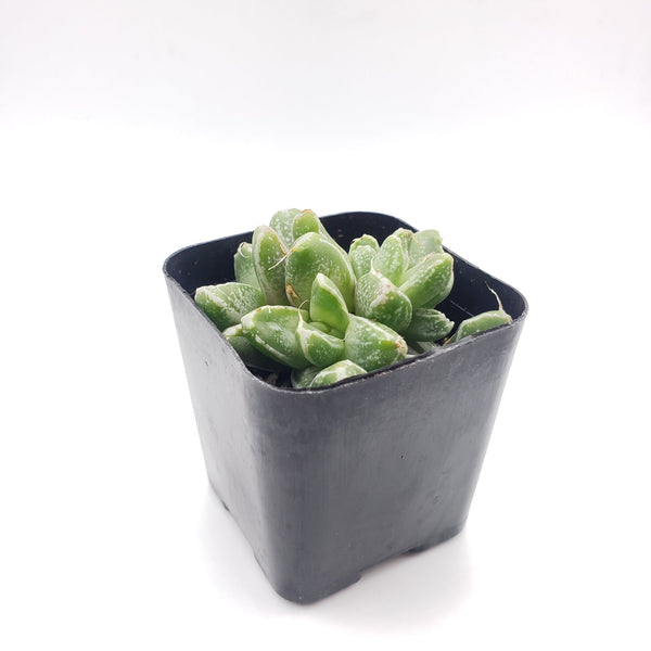 alligator jaw succulent Faucaria Tiger Jaw Purple Succulent Plant