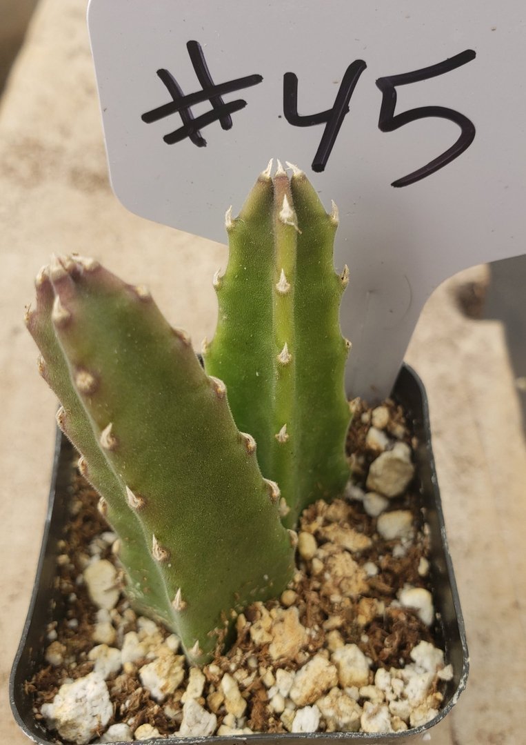 #45 Stapelia rotting corpse flower-Succulent - Small - Exact Type-The Succulent Source