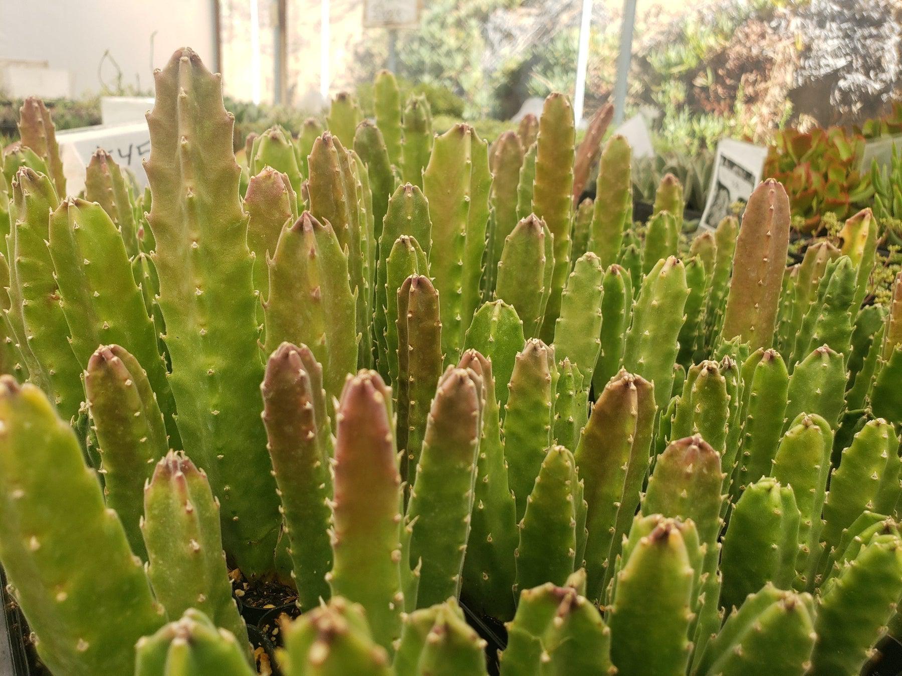 #45 Stapelia rotting corpse flower-Succulent - Small - Exact 2in Type-The Succulent Source