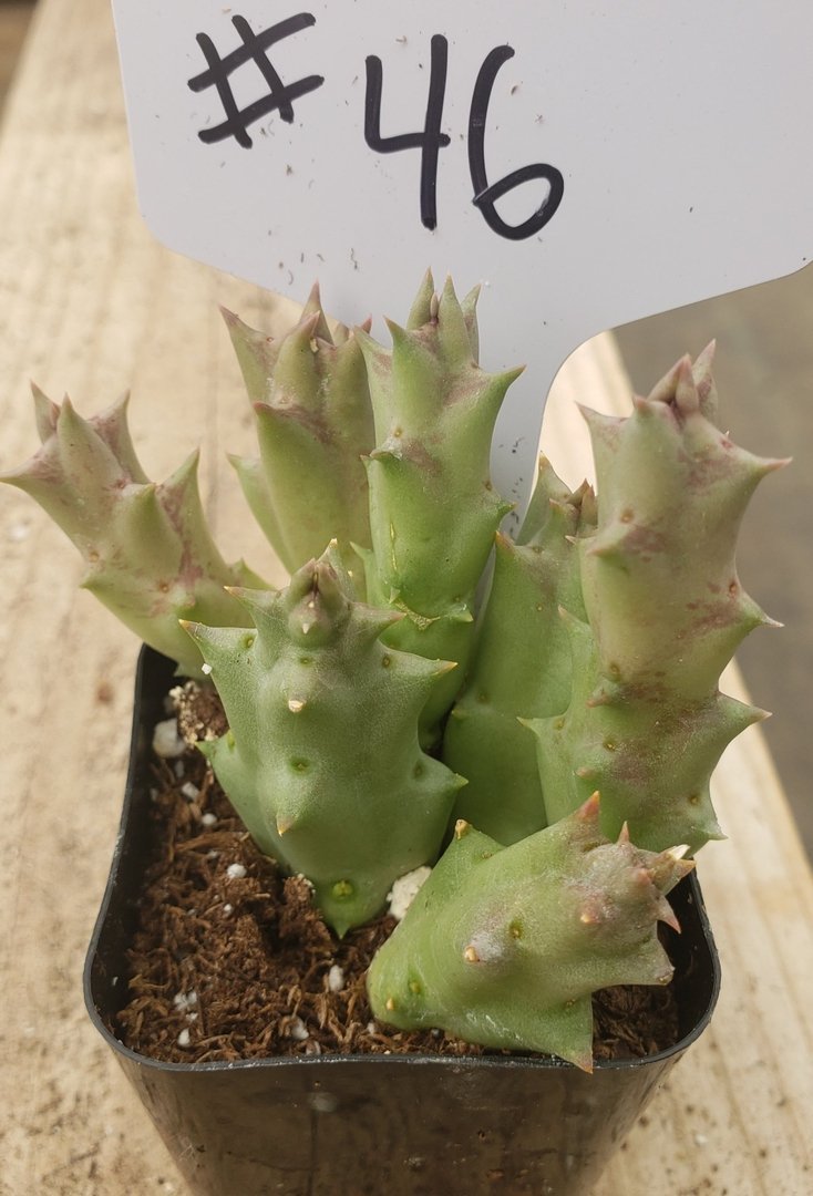 succulent huernia #46 Huernia