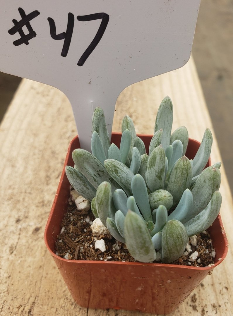 chalk succulents #47 Senecio Mandraliscae Blue Chalk