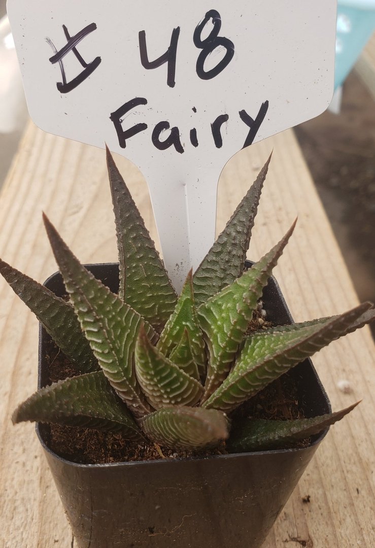 jurassic succulent #48 Haworthia Limifolia Fairy Washboard